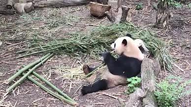 四川旅行游玩动物园熊猫拍摄城市风光视频的预览图